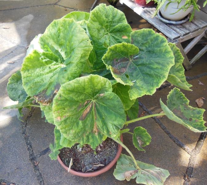B. ‘Tajiguas’